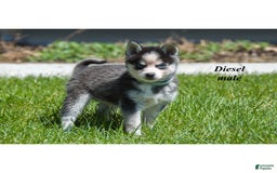 Alaskan Klee Kai dogs for sale: Diesel - Image 1