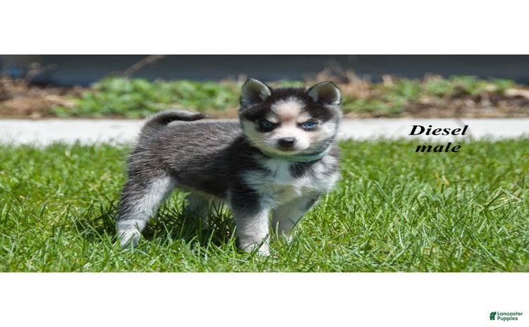 Alaskan Klee Kai dogs for sale - Ad 1