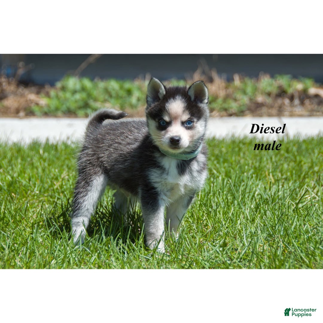 Alaskan Klee Kai dogs for sale: Diesel - Image 1