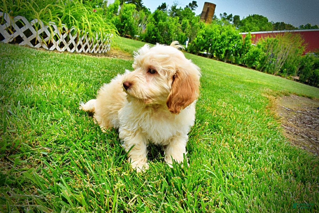 Havapoo dogs for sale: Reggie - Image 4