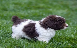 Toy Poodle dogs for sale: Hayes - Image 2