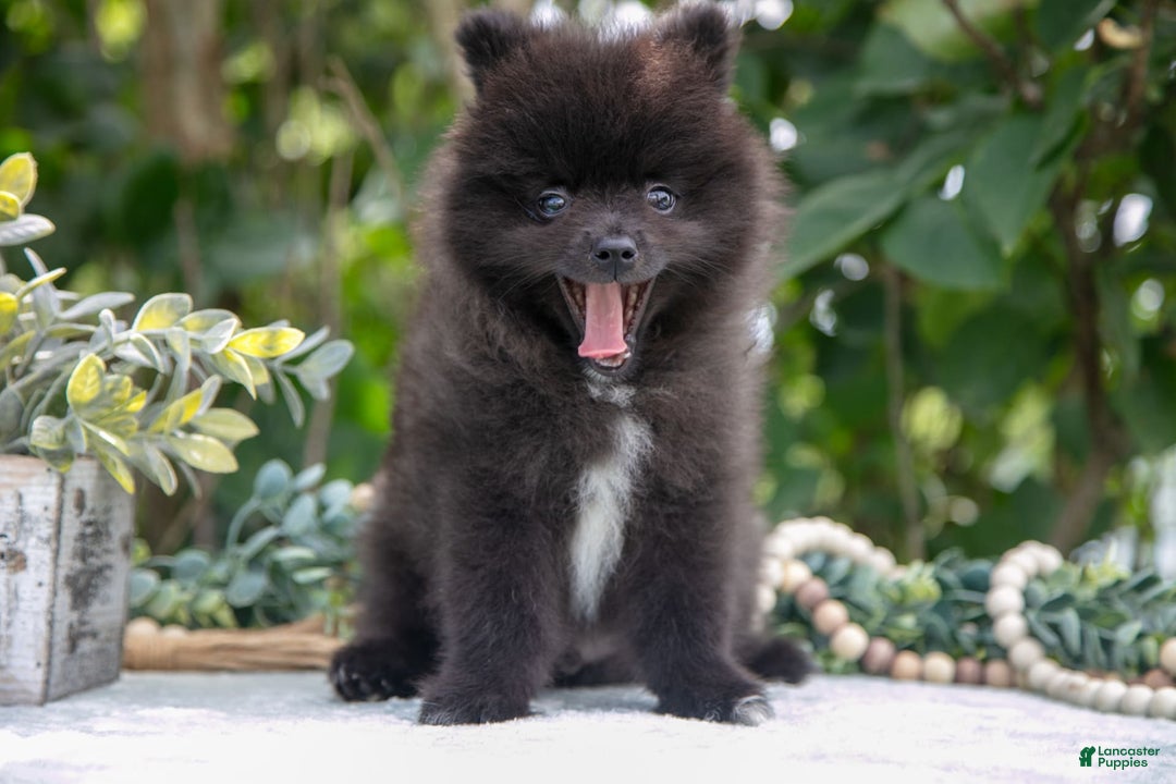 Pomeranian dogs for sale: River - Image 4