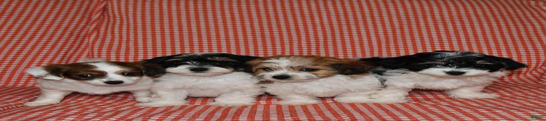 Bonnie
