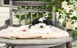 Miniature Poodle dogs for sale: Miniature Poodle 2 puppies - Image 7