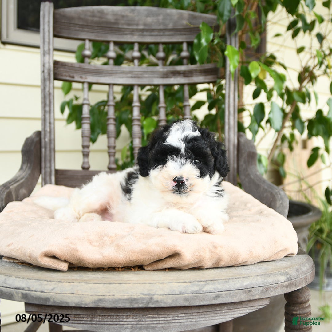 Miniature Poodle dogs for sale: Miniature Poodle 2 puppies - Image 7