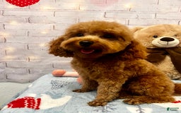 Maltipoo dogs for sale: Red Collared Boy - Image 27