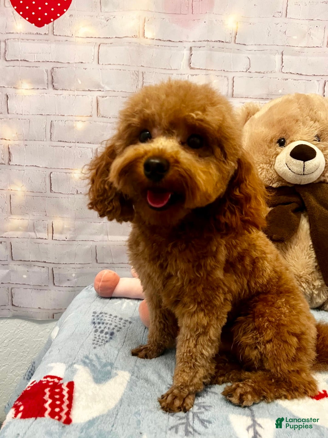 Maltipoo dogs for sale: Red Collared Boy - Image 27
