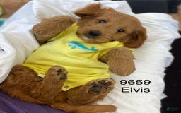 Mini Goldendoodle dogs for sale: Elvis - Image 1