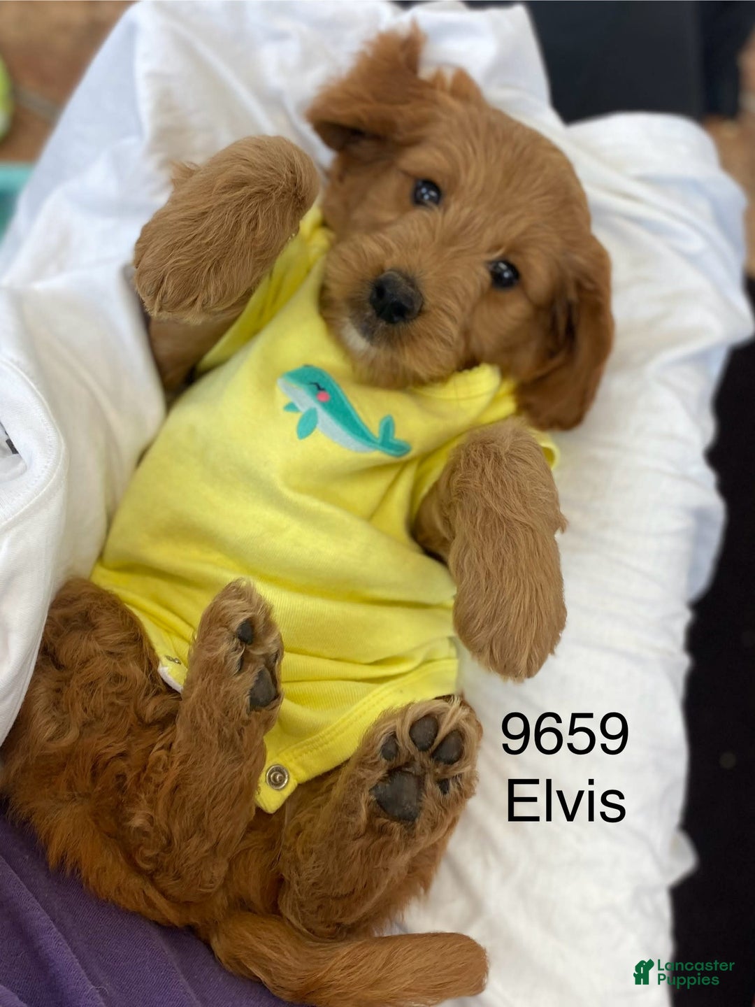 Mini Goldendoodle dogs for sale: Elvis - Image 1