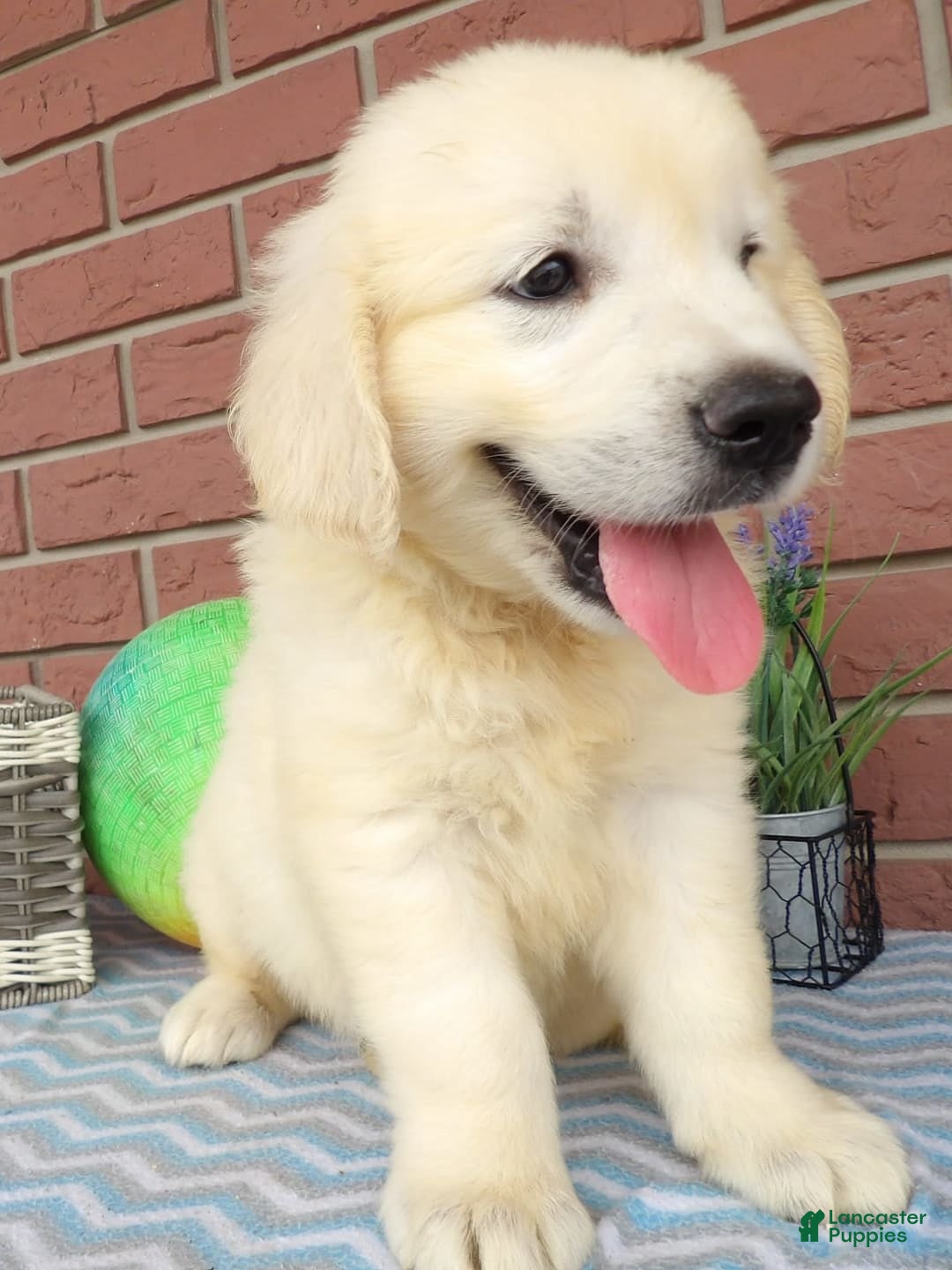 Golden Retriever dogs for sale: Ricky - Image 1