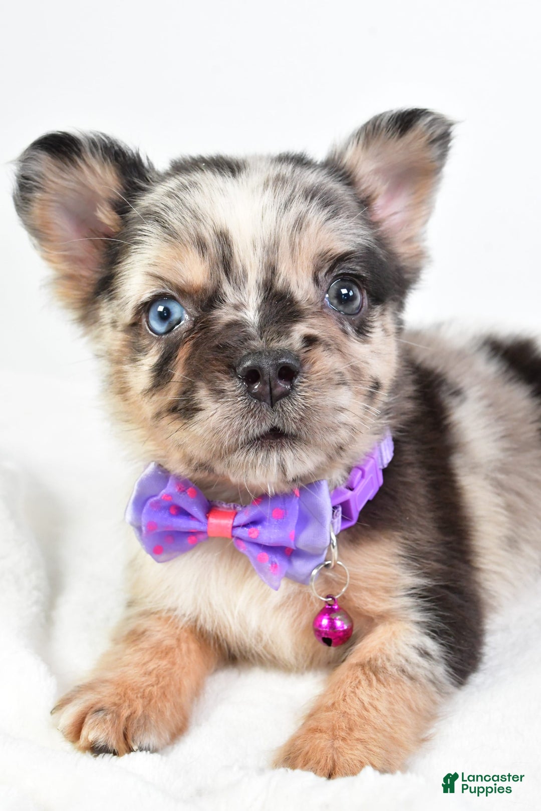 French Bulldog dogs for sale: Cookie - Image 2