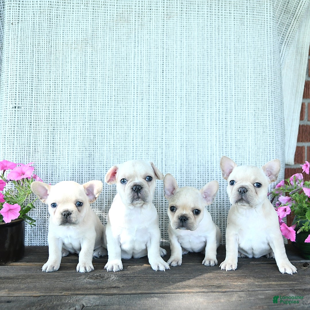 French Bulldog dogs for sale: Lilac - Image 9