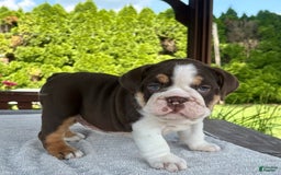 English Bulldog dogs for sale: Camille - Image 7