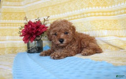 Mini Goldendoodle dogs for sale: Lewis - Image 24