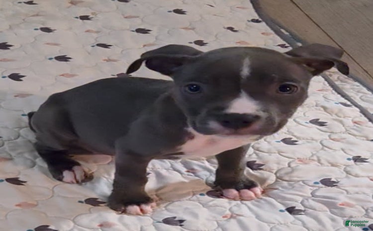 American Pit Bull Terrier dogs - Advert 10