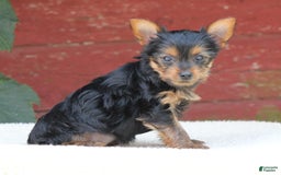 Yorkshire Terrier dogs for sale: Mia - Image 5