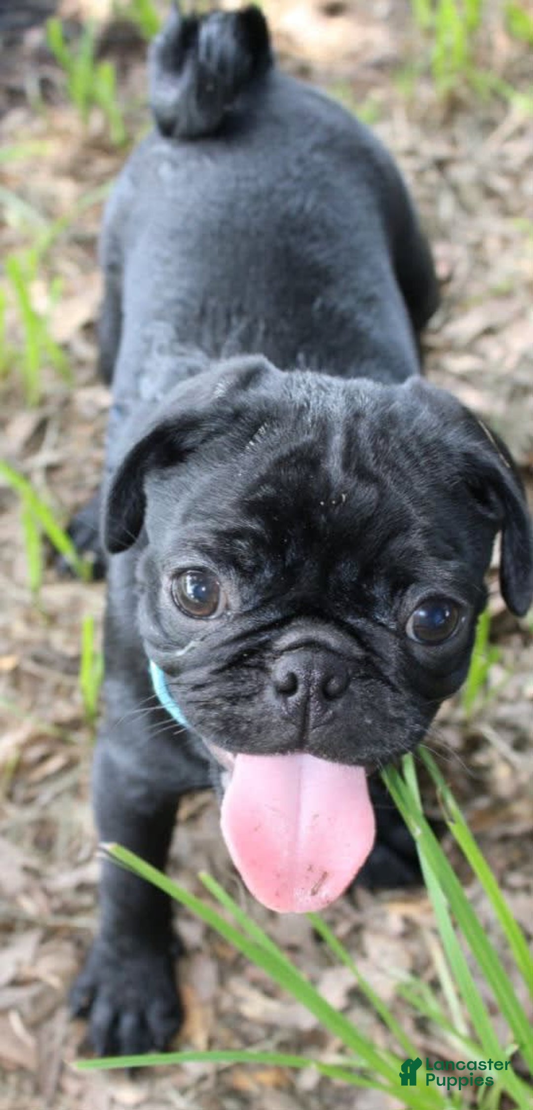 Pug dogs for sale: Jax - Image 4