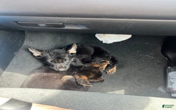 German Shepherd dogs for sale: Juliet - Image 3