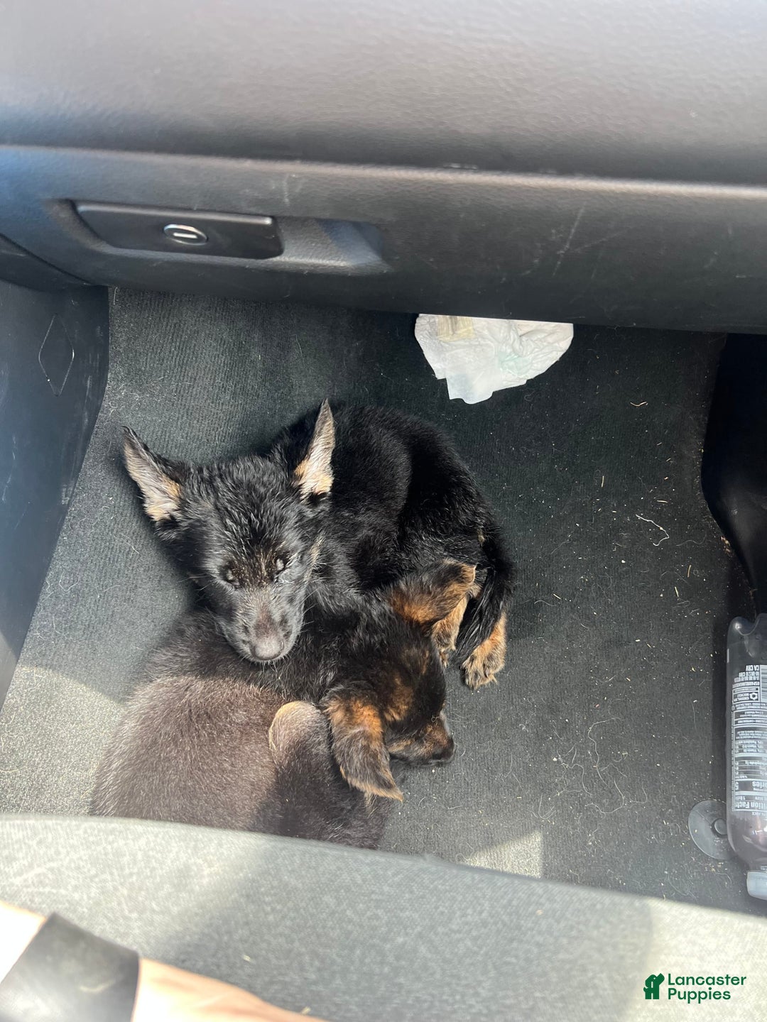 German Shepherd dogs for sale: Juliet - Image 3