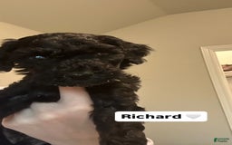 Standard Poodle dogs for sale: Richard - Image 1