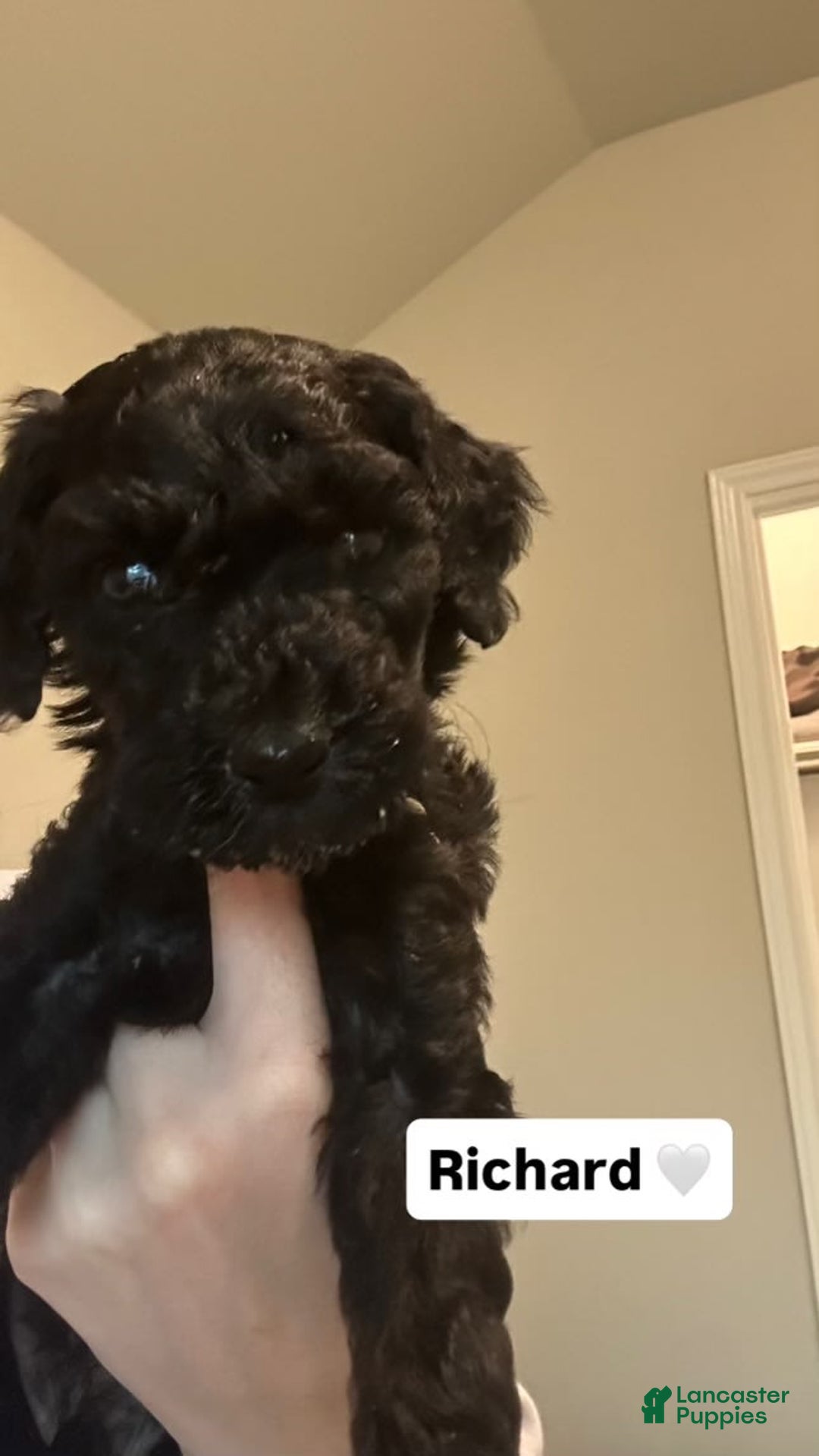 Standard Poodle dogs for sale: Richard - Image 1