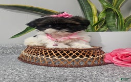 Shih Tzu dogs for sale: Tiny Tiff ❤️ - Image 6