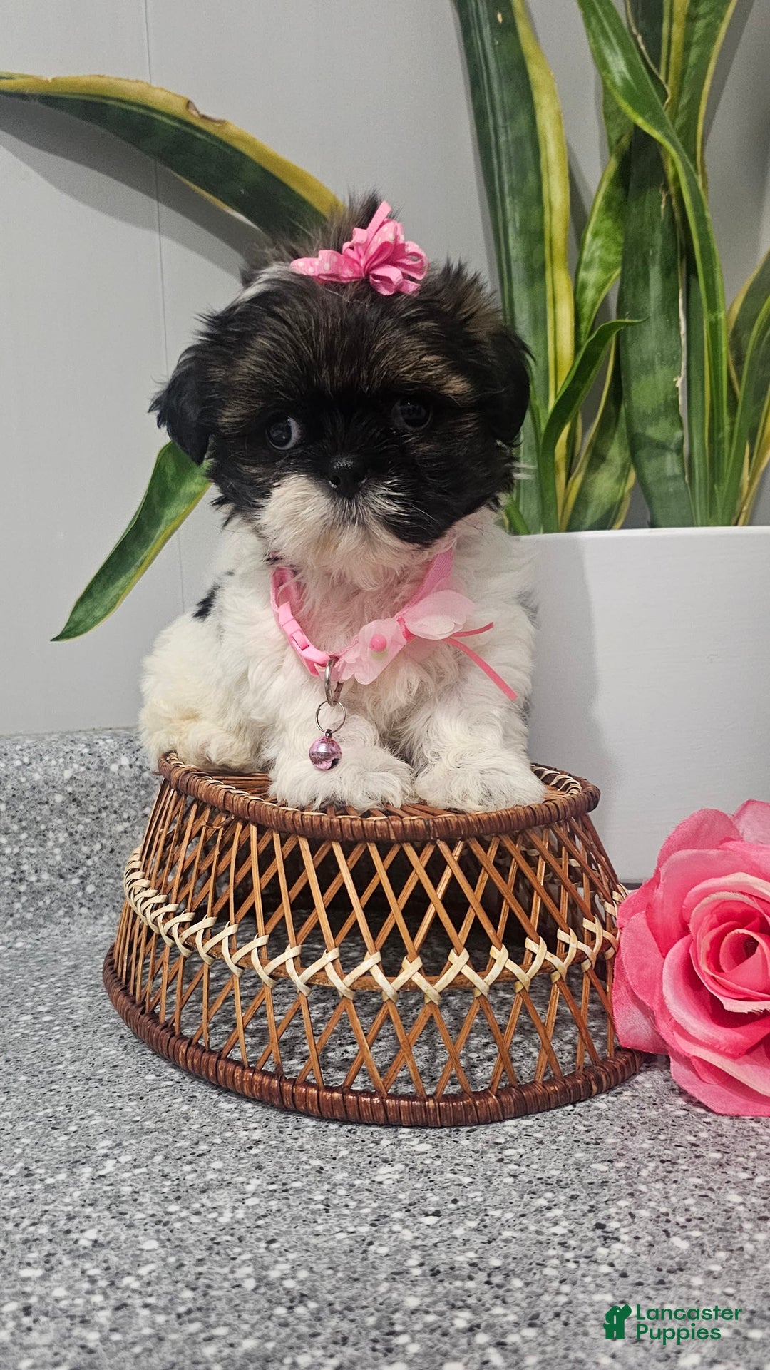 Shih Tzu dogs for sale: Tiny Tiff ❤️ - Image 6