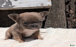 French Bulldog dogs for sale: Talia - Image 14