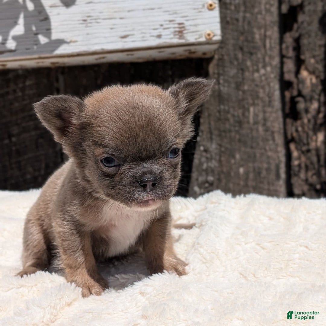 French Bulldog dogs for sale: Talia - Image 14