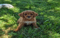 Cockapoo dogs for sale: Willow - Image 2