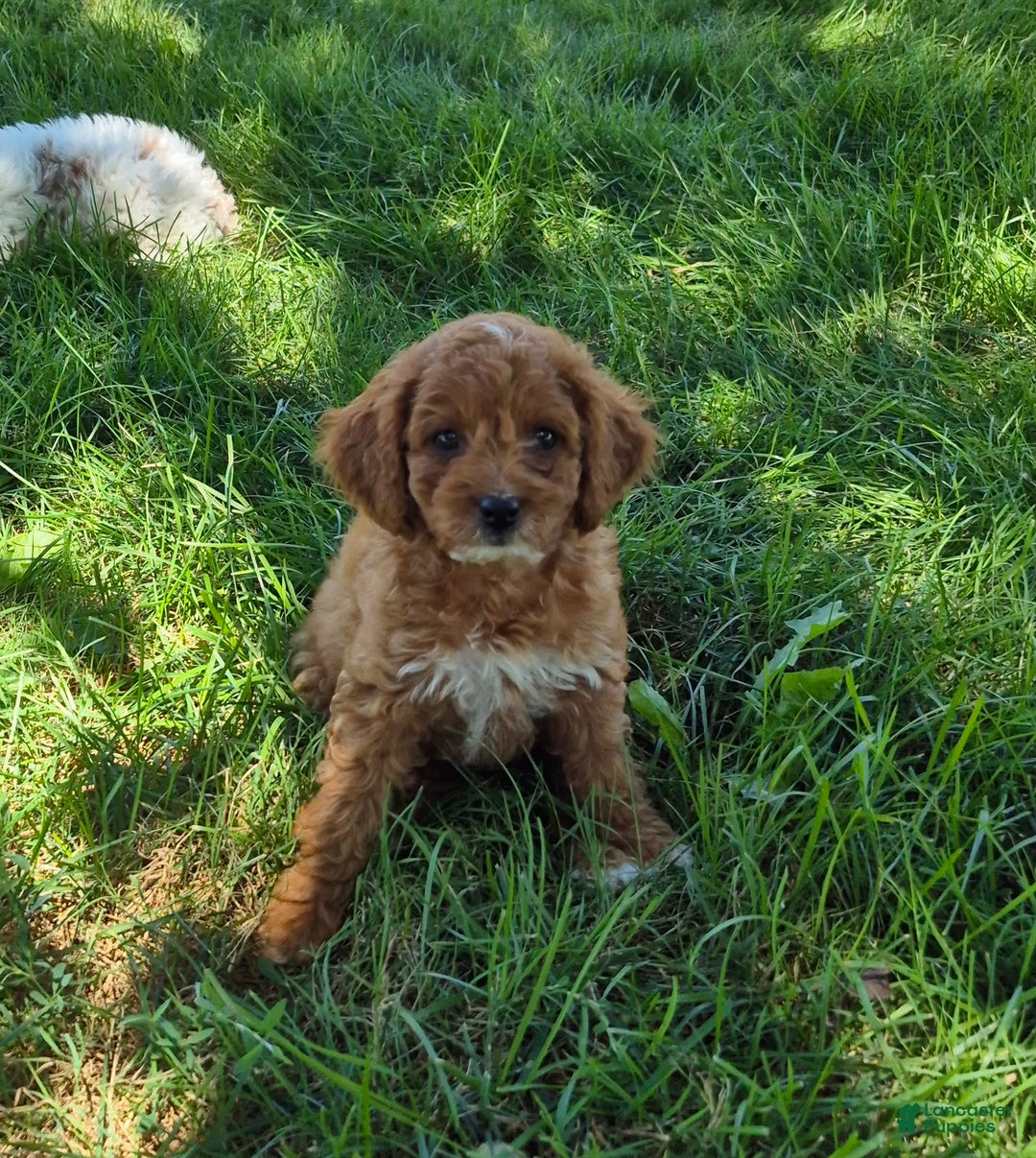 Cockapoo dogs for sale: Willow - Image 2