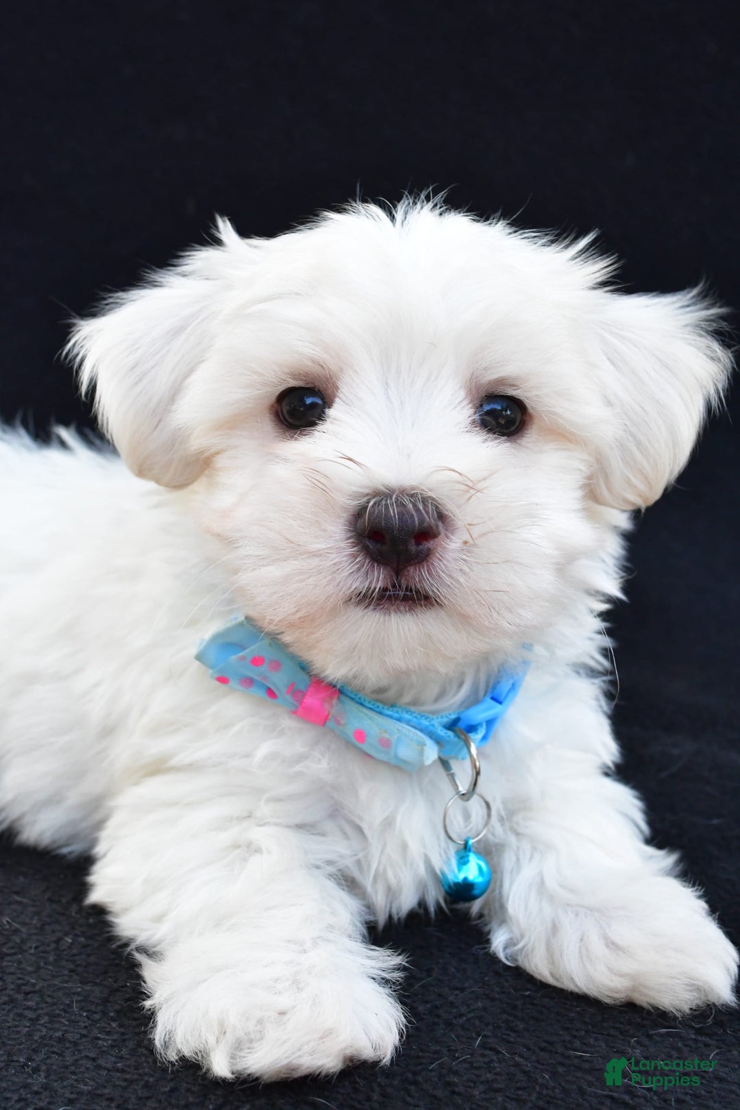 Maltese dogs for sale: Ashton - Image 1