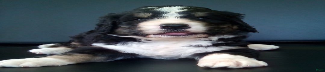 Brody