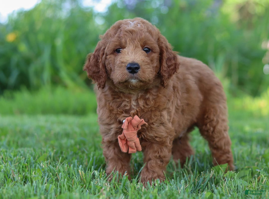 Mini Goldendoodle dogs for sale: Brown Collar - Image 6