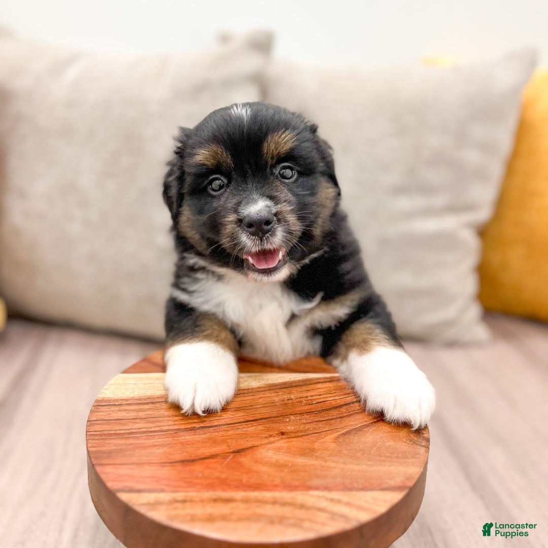 Australian Shepherd dogs for sale: Oscar - Image 5