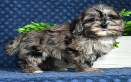 Havapoo dogs for sale: Wendy - Image 12