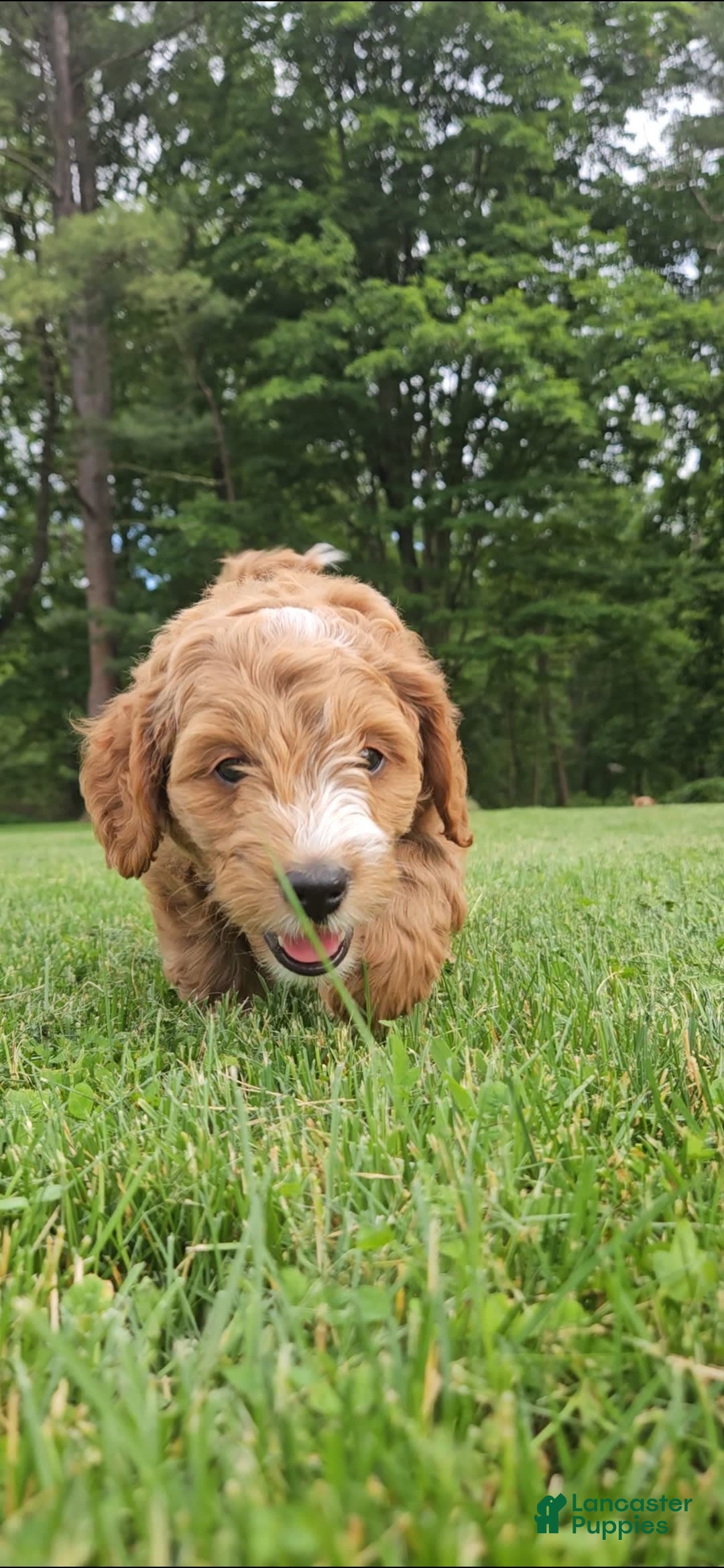 Miniature Poodle dogs for sale: Dexter - Image 1