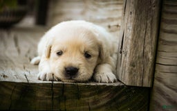 Golden Retriever dogs for sale: Tawny - Image 12