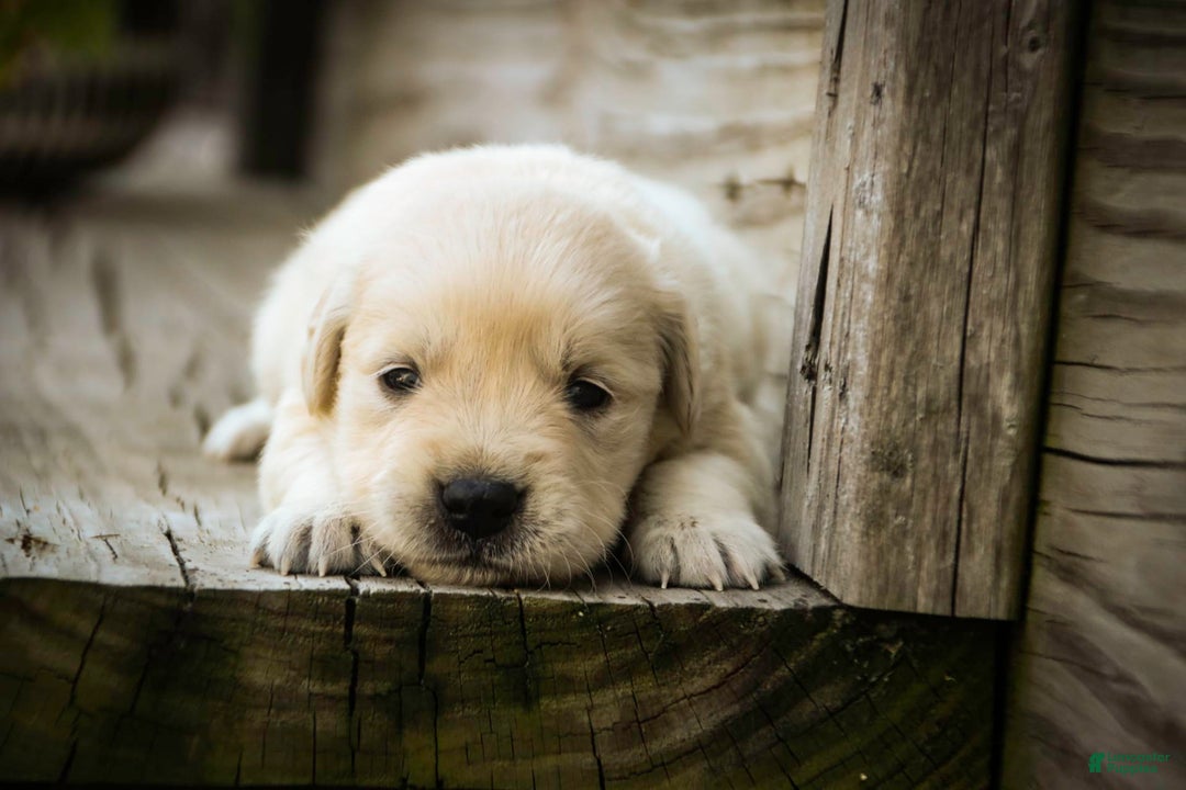 Golden Retriever dogs for sale: Tawny - Image 12