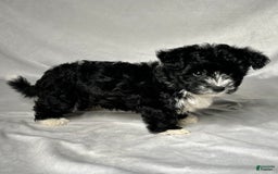 Yochon dogs for sale: Zoey - Image 4