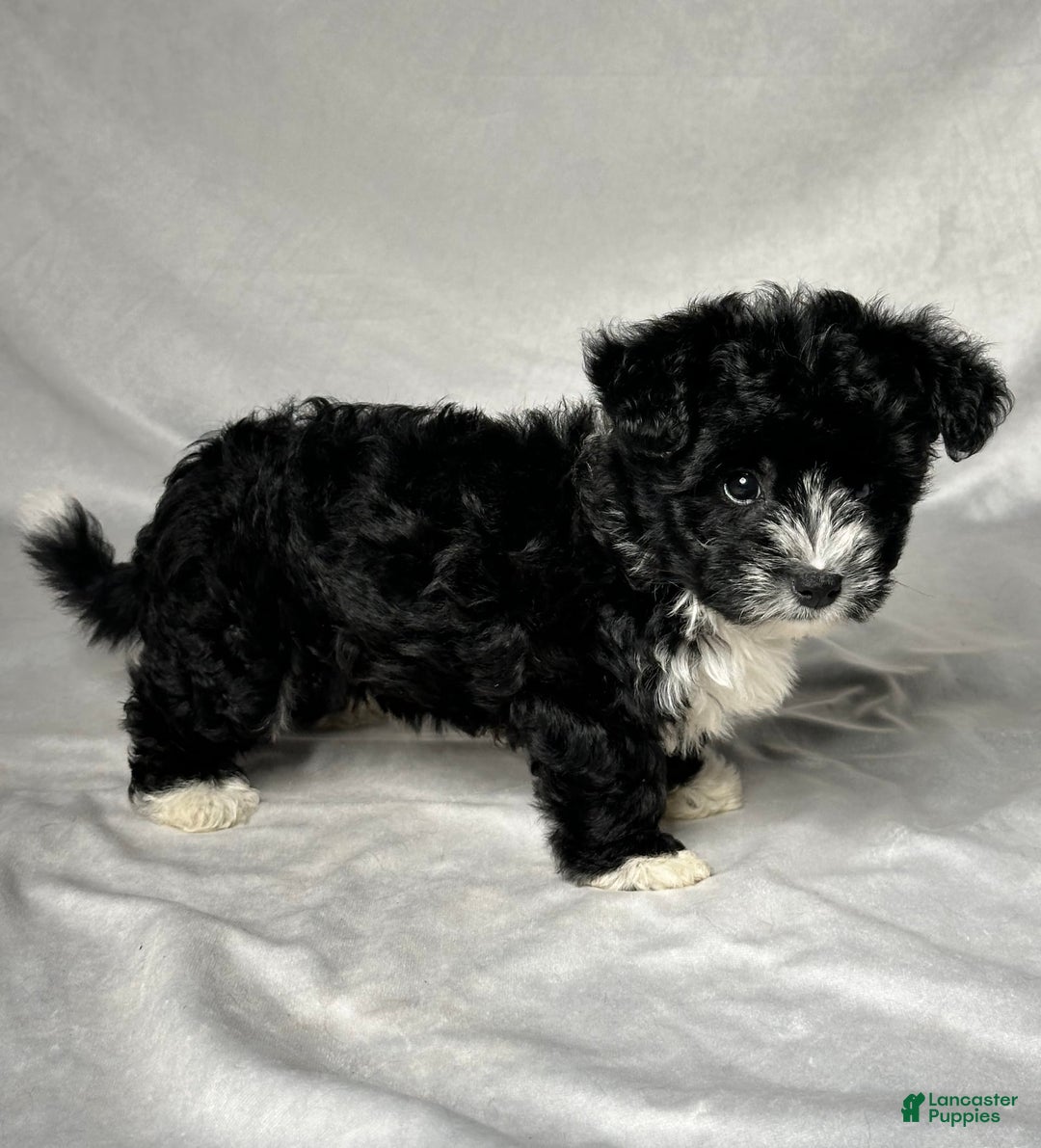 Yochon dogs for sale: Zoey - Image 4