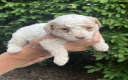 Mini Goldendoodle dogs for sale: Cooper - Image 7