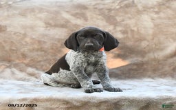 German Shorthaired Pointer dogs for sale: Richmond - Image 5