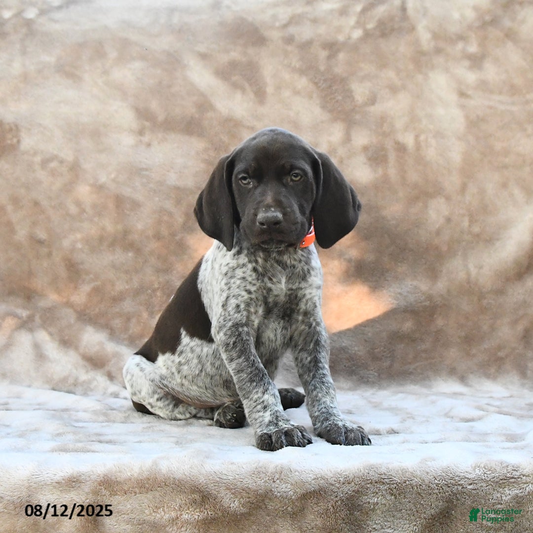 German Shorthaired Pointer dogs for sale: Richmond - Image 5