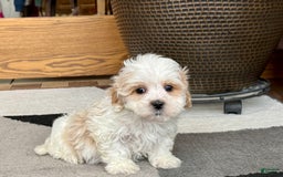Havanese dogs for sale: George - Image 10