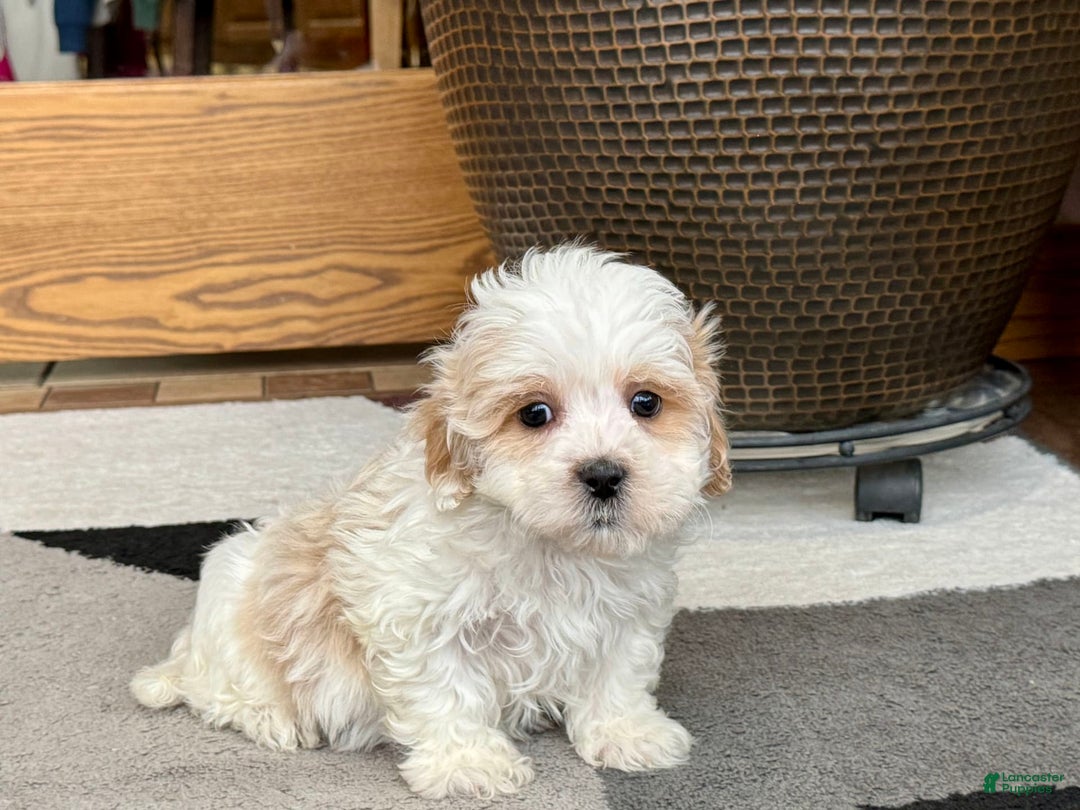 Havanese dogs for sale: George - Image 10