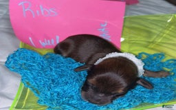 Miniature Dachshund dogs for sale: Ribs - Image 2