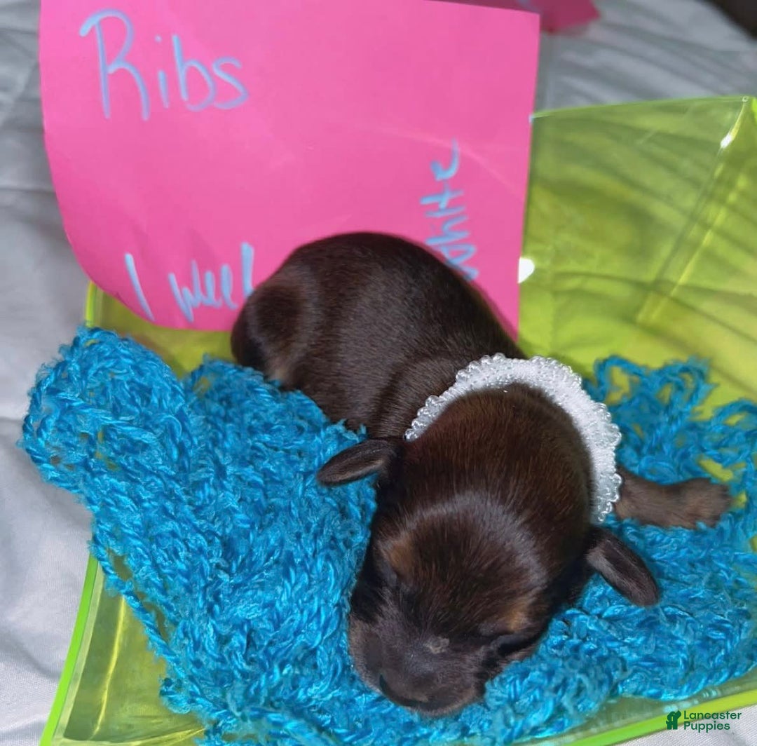 Miniature Dachshund dogs for sale: Ribs - Image 2