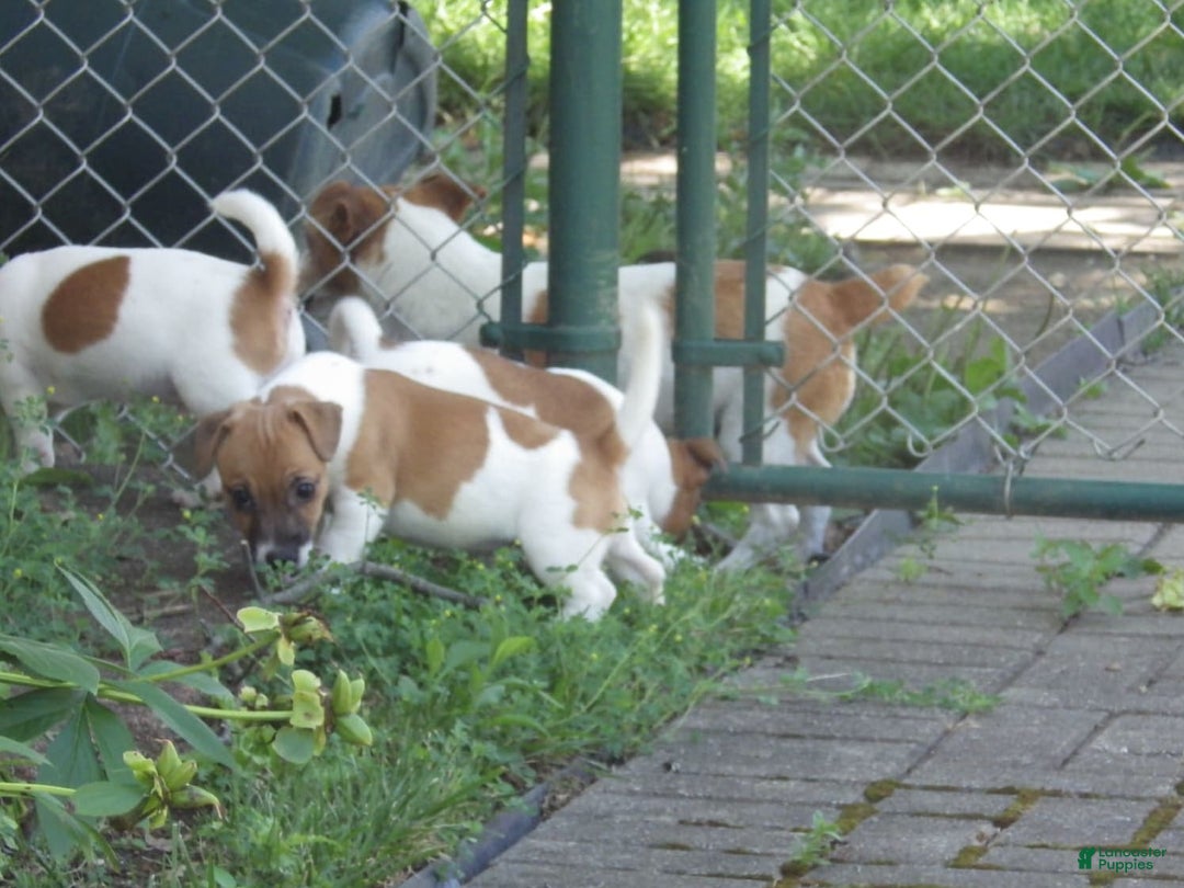Jack Russell Terrier dogs for sale: Franklin - Image 13