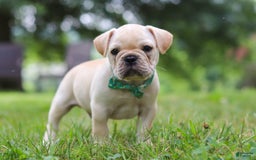 French Bulldog dogs for sale: French Bulldog 5 puppies - Image 23